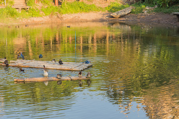Ducks in water