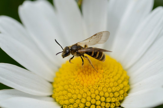 fiore con api ape