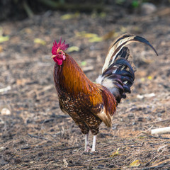 Ruster chicken portrait in Hawaii