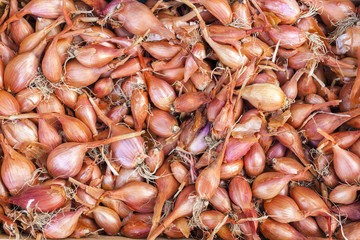 shallots, market in Forcalquier, Provence, France