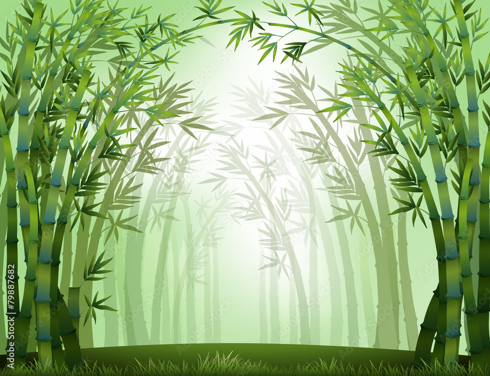 Wall mural Bamboo