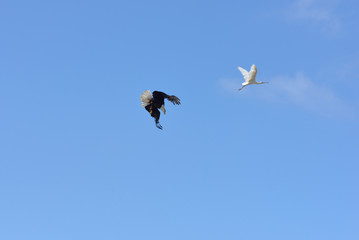 aigle royal