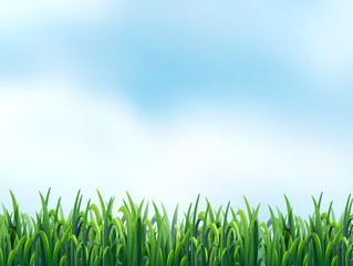 Fototapeta premium Grass