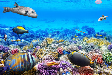 Underwater world with corals and tropical fish.