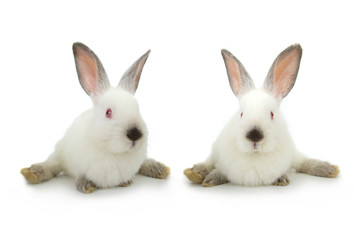 two white rabbit