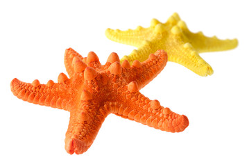 Two starfish