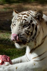 Naklejka premium White tiger licking its mouth