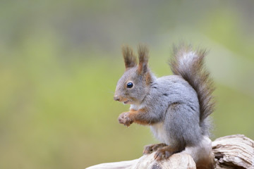 Naklejka na ściany i meble Red Squirrel (Sciurus vulgaris) sitting on a wooden log.