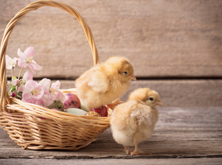 chicken with Easter eggs on wooden background
