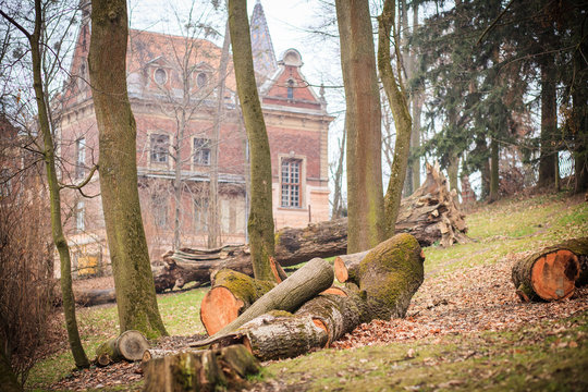 felled trees in the park
