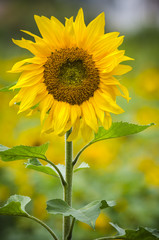 Obraz premium ひまわり