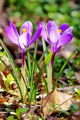 クロッカス