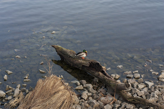 Duck drake in the lake photo. Mallard duck.