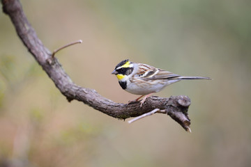 ミヤマホオジロ雄