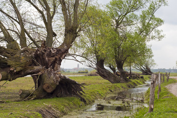 pochylone drzewa nad rzeką