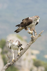 A Pair of Bonelli's Eagle (Aquila fasciata) perched on a branch. © andreanita
