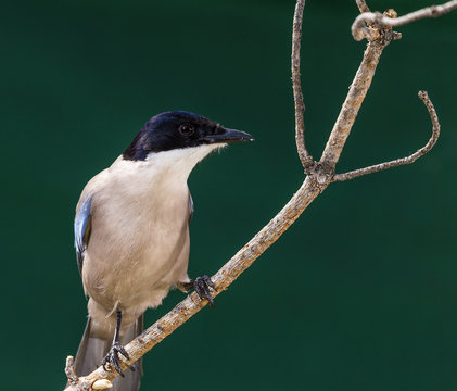 Rabilargo (Cyanopica cyanus)