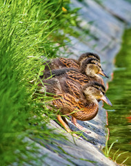 Three little ducks © Marcin Michalczyk