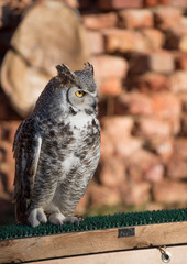 south africa owl standing on a wooden bar and a brick wall