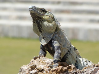 Iguana in Maya Ruinas