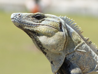 Iguana in Maya Ruinas