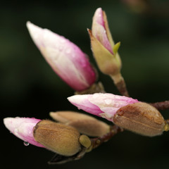 blossoming of magnolia trees during spring.