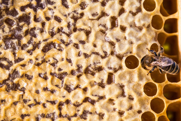 Macro shot of bees swarming on a honeycomb