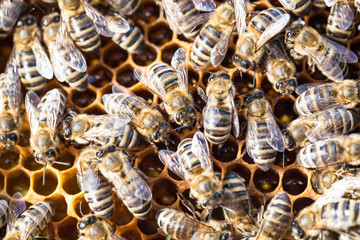 Macro shot of bees swarming on a honeycomb