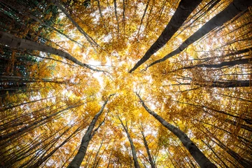 Photo sur Aluminium Automne Autumn forest treetops (intentionally distorted image