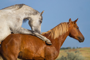 Grey and red horse mating in the field