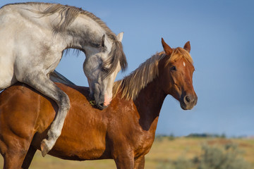 Grey and red horse mating in the field