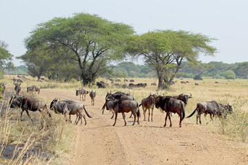 Fototapeta na wymiar Group of blue wildebeests crossing a road