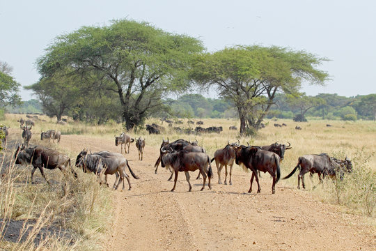 Group of blue wildebeests crossing a road