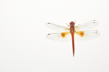 big dragonfly