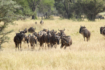 Fototapeta na wymiar Herd of blue wildebeests grazing
