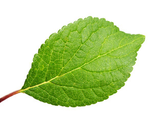 leaf