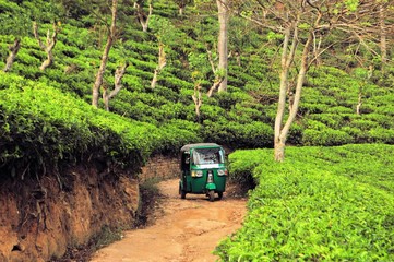 Rikshaw in Tea field plantations, Sri Lanka