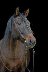 Fototapeta premium PRE Stute