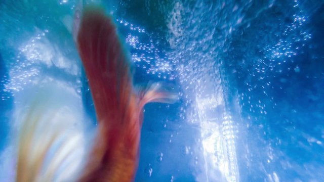 abstract background blue bubbles water moving floats gold fish