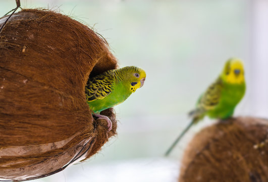 Budgie Nest In Coconut