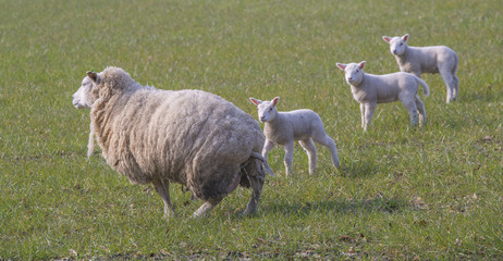 sheep and lamb