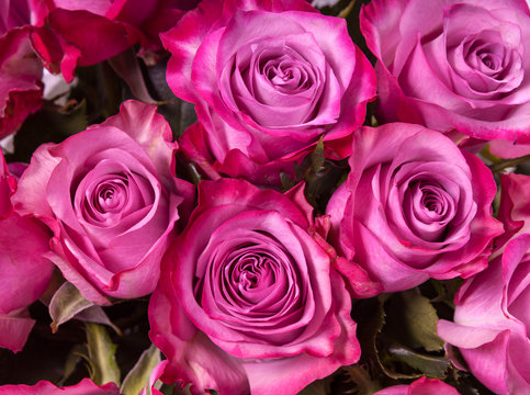 Pink roses close up