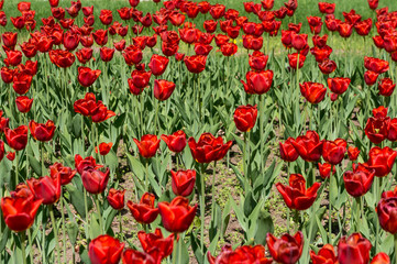 beautiful tulips field in spring time © Ruslan Gilmanshin