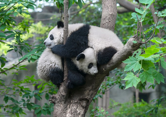 Two panda bears hugging in tree