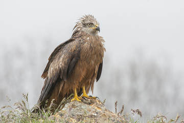 Black Kite (Milvus migrans) in the rain