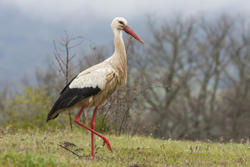 White Stork ( Ciconia ciconia ) foraging on the prairie