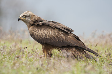 Black kite ( Milvus migrans) feeding on the ground