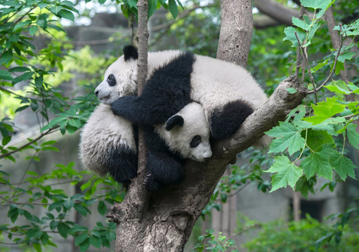 Fototapeta Two panda bears hugging in tree