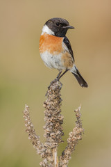Male stonechat (Saxicola torquata) Inn in a great mullein