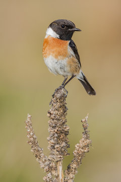Male stonechat (Saxicola torquata) Inn in a great mullein